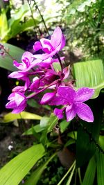 Close-up of pink flowers