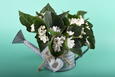 Close-up of white flowering plant against blue background