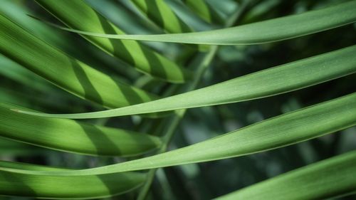 Close-up of green leaves