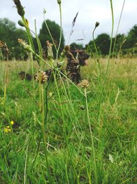 Close-up of fresh green plants on field