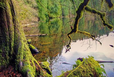 Scenic view of lake in forest