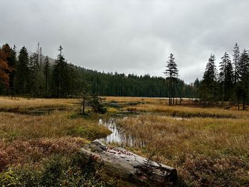 wilderness