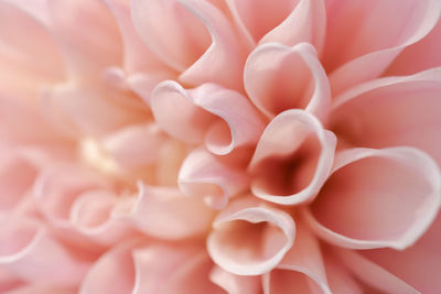 Full frame shot of flower