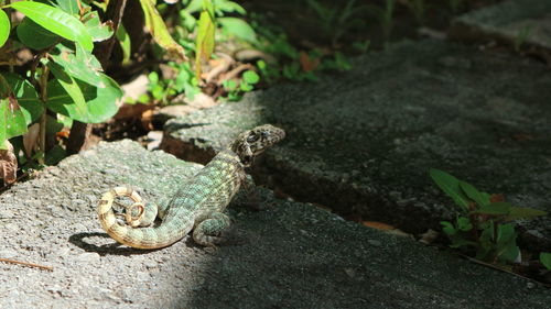 Lizard in varadero, cuba