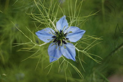 Close-up of purple flowering plant