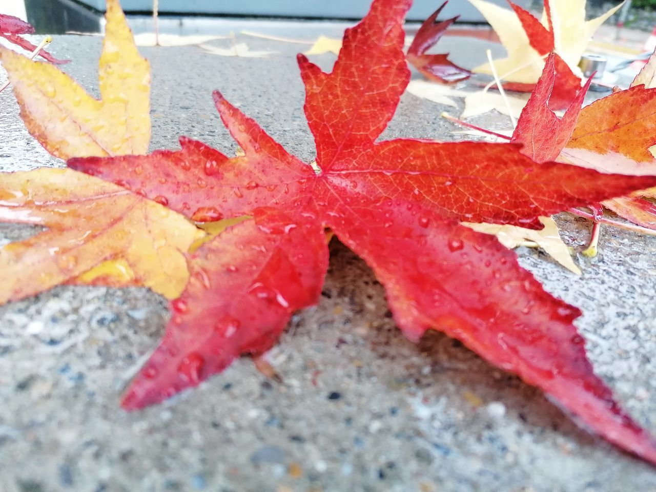 CLOSE-UP OF RED MAPLE LEAVES ON GROUND