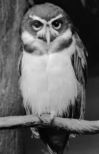 Close-up portrait of bird perching outdoors