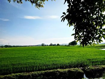 Scenic view of agricultural field against sky