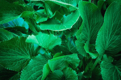 Full frame shot of green leaves