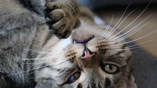 Close-up portrait of a cat