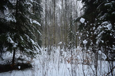 Trees in forest during winter