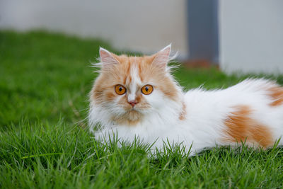 Portrait of a cat on grass