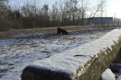 Dog on snow field against trees during winter