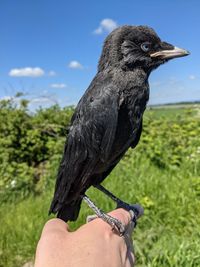 Close-up of hand holding bird against plants