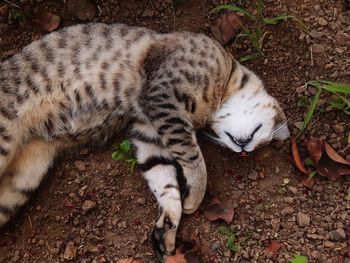 High angle view of a cat on field