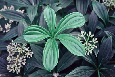 High angle view of plants