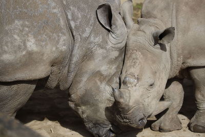 Close-up of animal on field