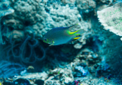 Fish swimming in sea