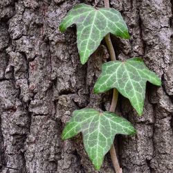 Close-up of leaf