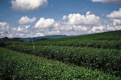 Scenic view of agricultural field against sky