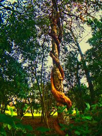 Trees growing on field