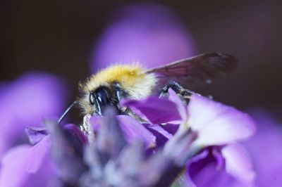 Close-up of bee on purple flower