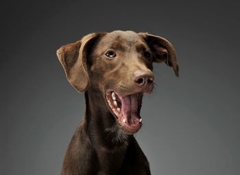 Close-up portrait of dog against black background