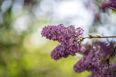 Close-up of pink flowering plant