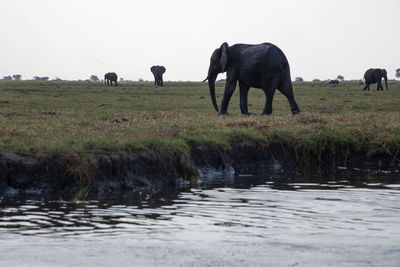 View of elephant in water