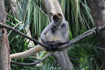 Monkey in zoo