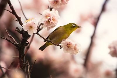 Close-up of japanese white-eye perching on plum blossoms branch in springtime 