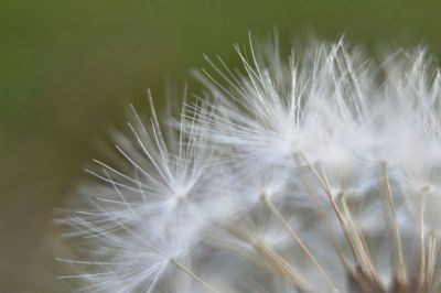 Close-up of dandelion growing outdoors