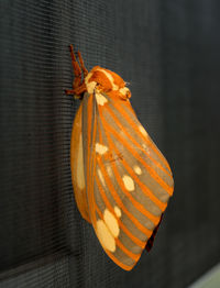 Close-up of orange butterfly
