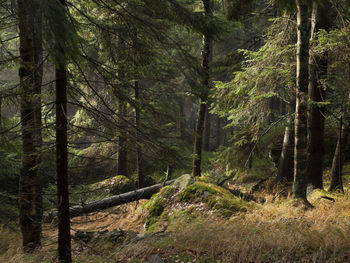 Scenic view of forest