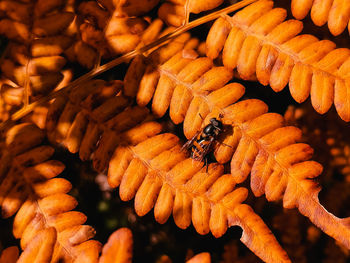 Close-up of insect