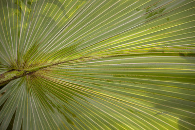 Full frame shot of palm tree