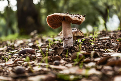 Close-up of mushroom growing on field