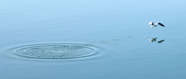 View of birds swimming in sea