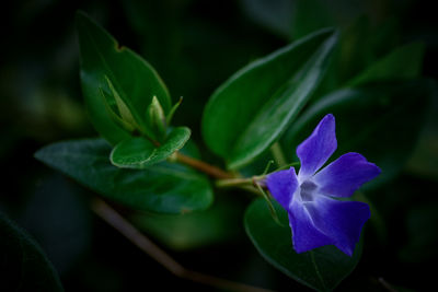 Close-up of plant