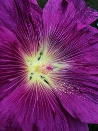 Close-up of purple flower blooming outdoors