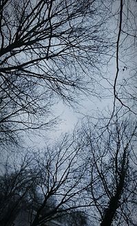 Low angle view of bare trees against sky