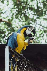 Low angle view of a bird perching on tree