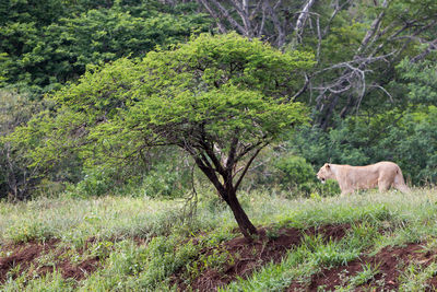 Horses in a forest