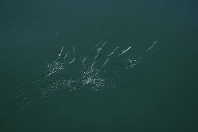 High angle view of fishes swimming in sea