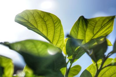 Close-up of fresh green plant against sky