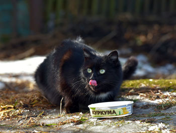 Portrait of black cat on field