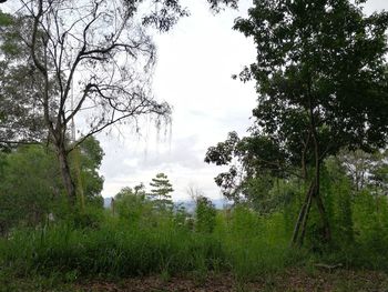 Trees in forest against sky