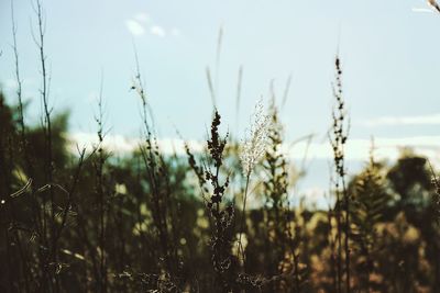Close-up of fresh plants in field against sky