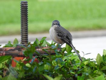 Close-up of bird perching on a plant