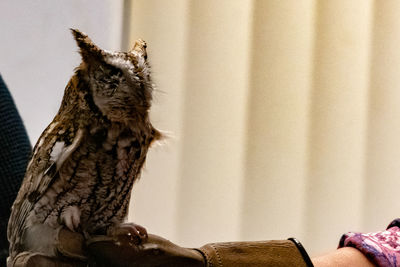 Close-up of a bird against wall